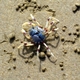 Soldier Crab