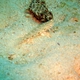 Orange-spotted Goby