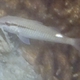 Pearly Goatfish