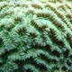 Russell's Coral