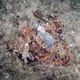 Poss's Scorpionfish (juvenile)