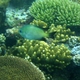 Tongan Damselfish