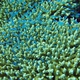 Fine Table Coral