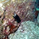 Bicolor Damselfish