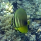 Pacific Sailfin Tang (Juvenile)