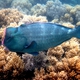Green Humphead Parrotfish