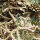 Bottlebrush Coral