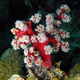 Cherry Blossom Coral