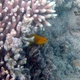 Brown Coral Blenny