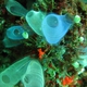 Blue Club Tunicate