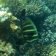 Pacific Sailfin Tang