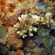 Granular Coral