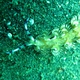 Blue Dragon Nudibranch