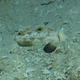 Twinspot Goby