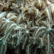 Flower Soft Coral