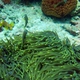 Maldive Anemonefish