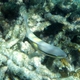 Dark-capped Parrotfish