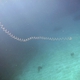 Red-spotted Siphonophore