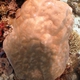 Murrayensis Coral