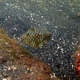 Horn-nosed Boxfish (Juvenile)