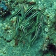 Striped Eel Catfish (Juvenile)