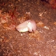 Broadclub Cuttlefish (juvenile)