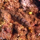 Twospot Lizardfish