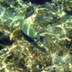 Lined Surgeonfish