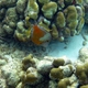 White-spotted Filefish