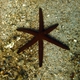 Luzon Sea Star