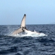 Humpback Whale 