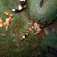 Smalldot Anemone Crab