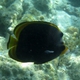 Black Butterflyfish