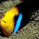 Orange-finned Anemonefish