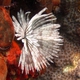 Feather Duster Worm