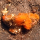 Bandtail Scorpionfish