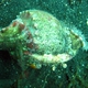 Hermit Crab Anemone