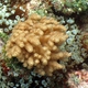 Knobby Leather Coral