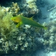 Yellow-brown Wrasse