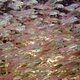 Swallowtail Cardinalfish