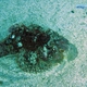 Raggy Scorpionfish