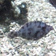 Planehead Filefish
