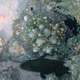 Squaretail Coralgrouper