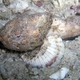 False Stonefish (Juvenile)