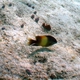 Dusky Farmerfish