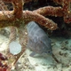 Leopard Coral Grouper