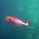 Bignose Unicornfish