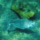Humpback Unicornfish