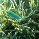 Blue-green Damselfish