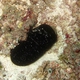 White-rumped Sea Cucumber